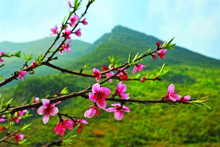 Tên Xuân trong tiếng Trung gợi liên tưởng đến hình ảnh mùa xuân đầy sức sống