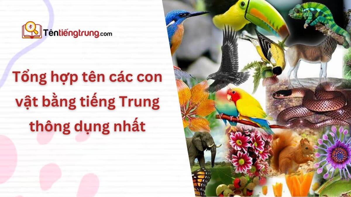 Tên các con vật bằng tiếng Trung